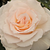 Biały  - Róże rabatowe floribunda - Poustinia